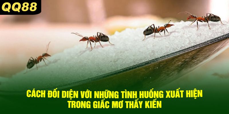 Cách Đối Diện Với Những Tình Huống Xuất Hiện Trong Giấc Mơ Thấy Kiến