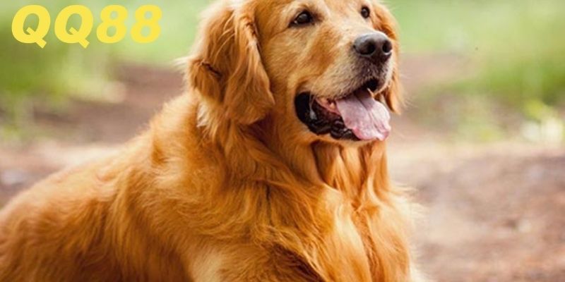 Những ý nghĩa chung của việc bạn mơ thấy chó