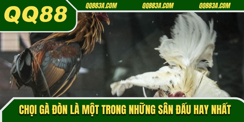 Chọi gà đòn là một trong những sân đấu hay nhất