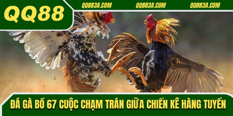 Đá gà bồ 67