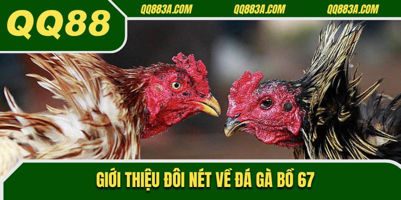Giới thiệu đôi nét về đá gà bồ 67